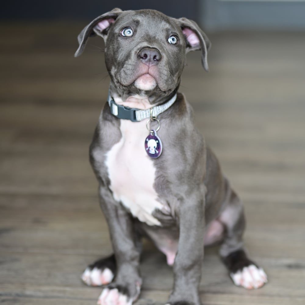 whiskey office mascot